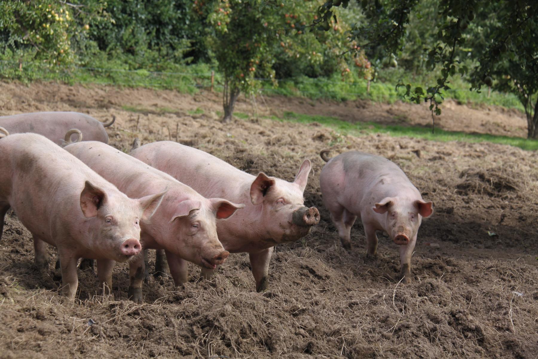 K1600_Unsere Tiere